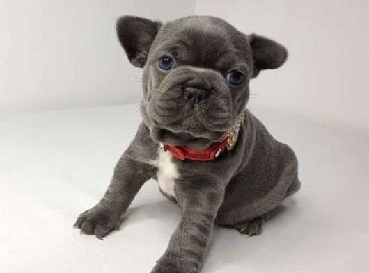 A Kalite French Yavruları görsel