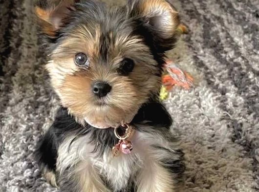 A Kalite Morkie Yavruları görsel