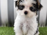 A Kalite Morkie Yavruları