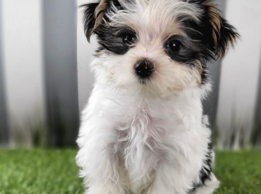 A Kalite Morkie Yavruları