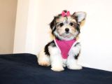 A Kalite Morkie Yavruları