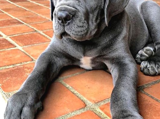 A Kalite Cane Corso Yavruları görsel