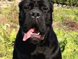 A Kalite Cane Corso Yavruları
