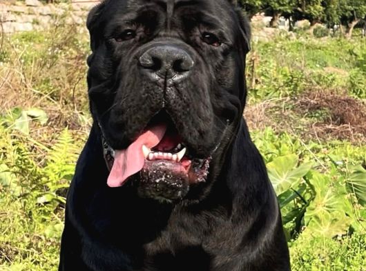 A Kalite Cane Corso Yavruları görsel