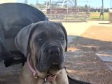 A Kalite Cane Corso Yavruları