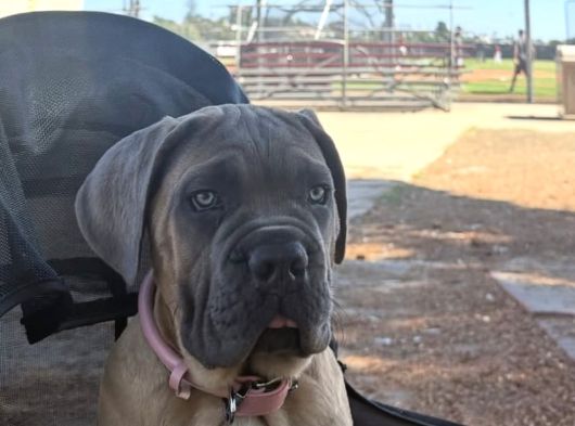 A Kalite Cane Corso Yavruları görsel