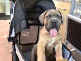 A Kalite Cane Corso Yavruları