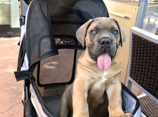 A Kalite Cane Corso Yavruları