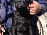 A Kalite Cane Corso Yavruları