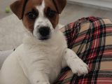 A Kalite Jack Russel Yavrular