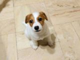 A Kalite Jack Russel Yavrular