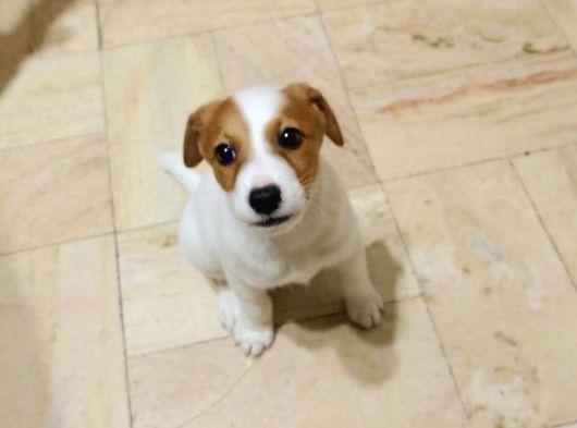 A Kalite Jack Russel Yavrular görsel
