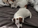 A Kalite Jack Russel Yavrular