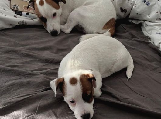 A Kalite Jack Russel Yavrular görsel
