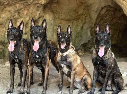 Resmi̇ İşletmeden Orji̇nal Belçi̇ka Yavrulari görsel