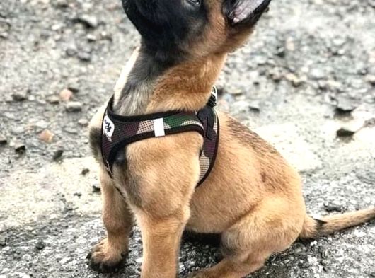 Resmi̇ İşletmeden Orji̇nal Belçi̇ka Yavrulari görsel