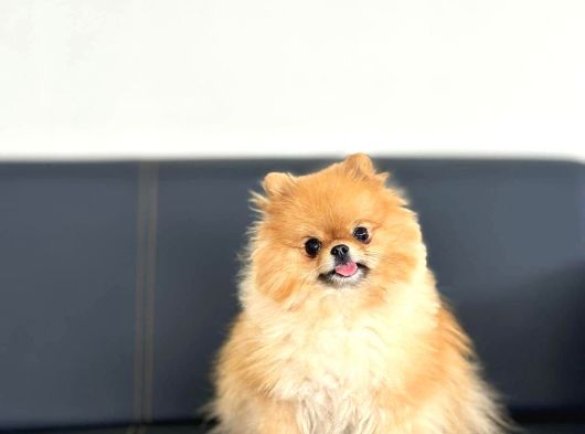 Mini Boy Pomeranian Yavruları görsel