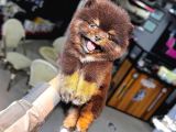 Tedy Bear Pomerianan Yavruları
