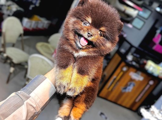 Tedy Bear Pomerianan Yavruları görsel