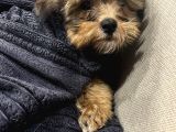 Maltipoo Yavru