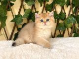 Gandalf NY11 Erkek British Shorthair