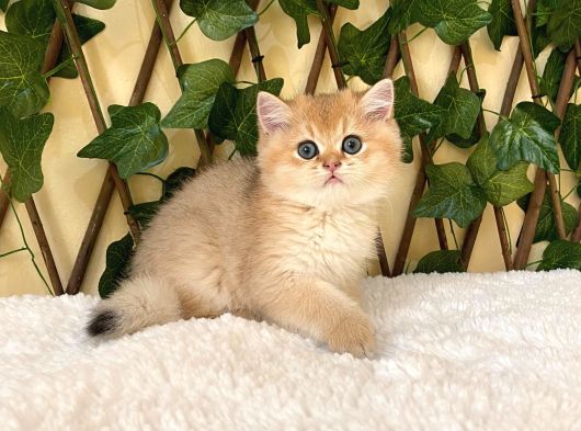 Gandalf Ny11 Erkek British Shorthair
