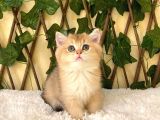Gloria NY11 Dişi British Shorthair