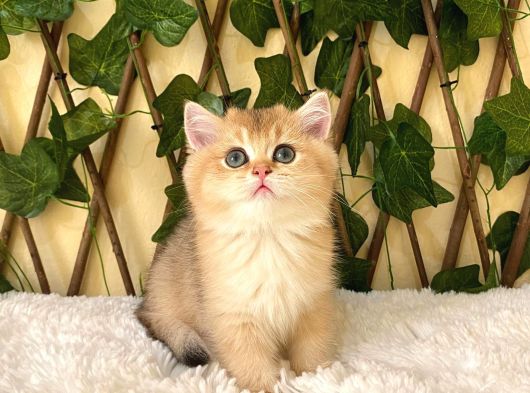 Gloria Ny11 Dişi British Shorthair