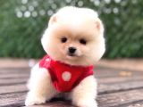 Ayıcık Surat Pomeranian Yavrular