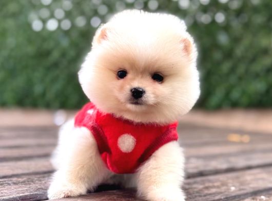 Ayıcık Surat Pomeranian Yavrular görsel