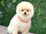 Ayıcık Surat Pomeranian Yavrular
