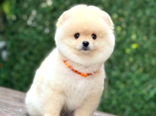 Ayıcık Surat Pomeranian Yavrular görsel