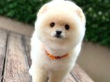 Ayıcık Surat Pomeranian Yavrular