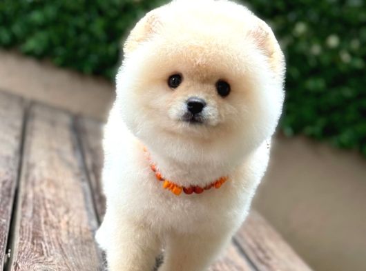 Ayıcık Surat Pomeranian Yavrular görsel