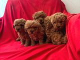 Toy Poodle Yavrular