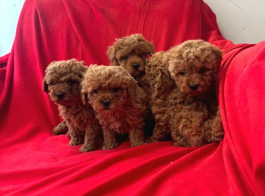 Toy Poodle Yavrular görsel