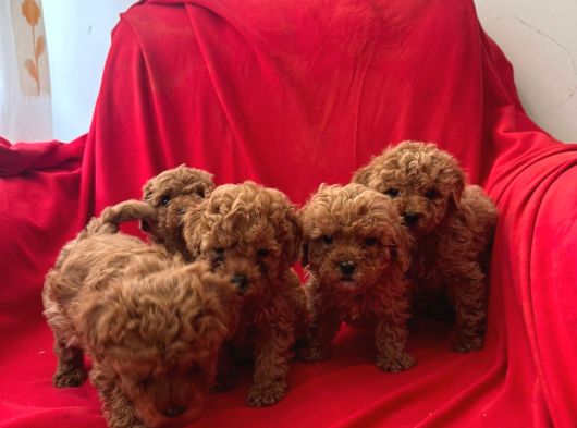 Toy Poodle Yavrular görsel