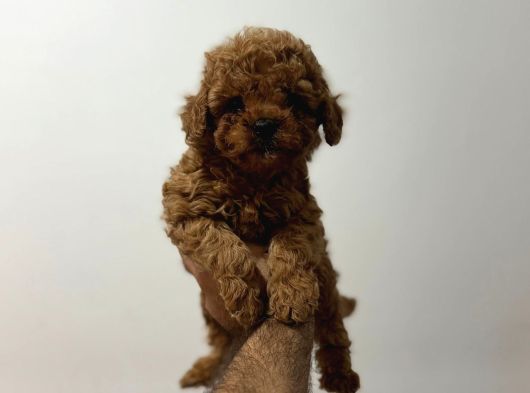 Toy Poodle Yavrular görsel