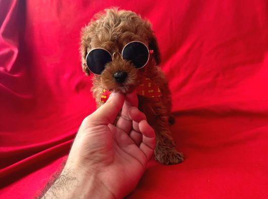 Toy Poodle Yavrular görsel