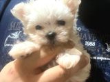 Maltese Terrier 2 Aylık Kore Kan