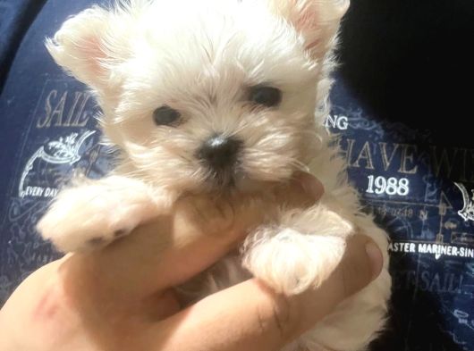 Maltese Terrier 2 Aylık Kore Kan