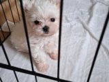 Maltese Terrier 2 Aylık Kore Kan