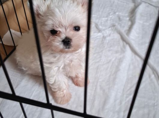 Maltese Terrier 2 Aylık Kore Kan görsel