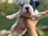 French Bulldog Dişi Yavrularım
