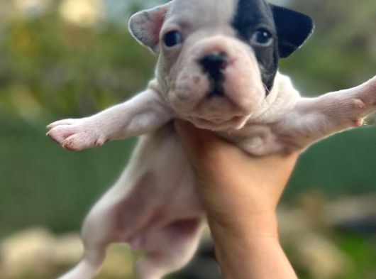 French Bulldog Dişi Yavrularım görsel