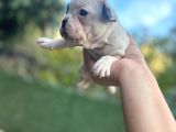French Bulldog Dişi Yavrularım