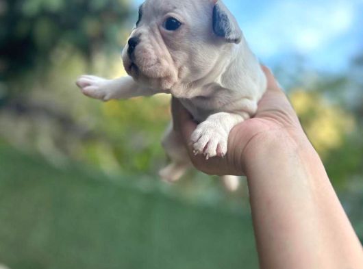 French Bulldog Dişi Yavrularım görsel