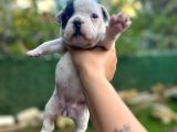 French Bulldog Dişi Yavrularım
