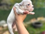 French Bulldog Dişi Yavrularım