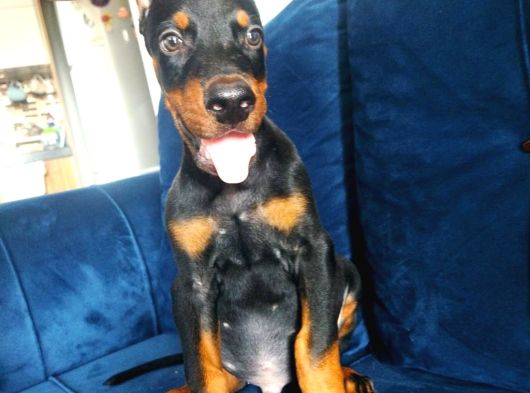 Doberman Yavrularııı